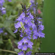 Attēlu rezultāti vaicājumam “Veronica austriaca subsp. teucrium leaf”