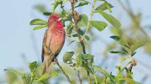 Attēlu rezultāti vaicājumam “Carpodacus erythrinus adult”