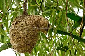 Attēlu rezultāti vaicājumam “Remiz pendulinus nest”
