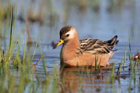 Attēlu rezultāti vaicājumam “Phalaropus fulicarius”