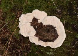 Attēlu rezultāti vaicājumam “Phellodon niger”