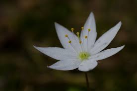 Attēlu rezultāti vaicājumam “Trientalis europaea”