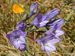 Attēlu rezultāti vaicājumam “Epirranthis diversata upperside”