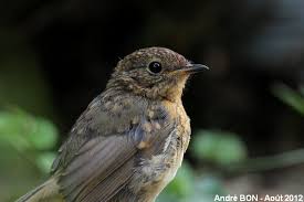 Attēlu rezultāti vaicājumam “Erithacus rubecula juvenile”