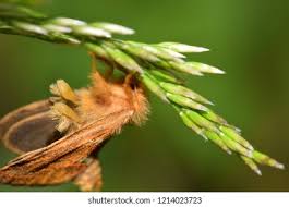 Attēlu rezultāti vaicājumam “Phymatopus hecta”