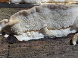 Attēlu rezultāti vaicājumam “Antrodia serialis”