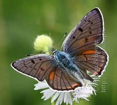 Attēlu rezultāti vaicājumam “Lycaena alciphron”