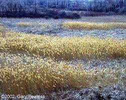 Attēlu rezultāti vaicājumam “Phragmites communis fruit”