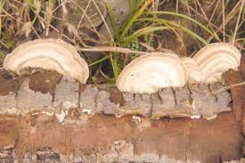 Attēlu rezultāti vaicājumam “Lenzites betulina”