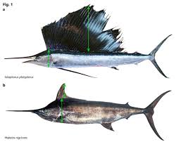 Image result for Istiophorus platypterus