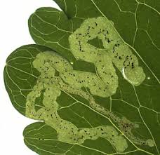 Attēlu rezultāti vaicājumam “Phytomyza minuscula”