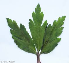 Attēlu rezultāti vaicājumam “Anemone ranunculoides leaf”