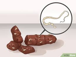 Image result for cestoda excrement dog