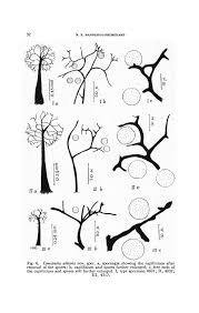 Attēlu rezultāti vaicājumam “Enerthenema papillatum young”