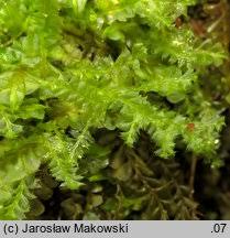 Attēlu rezultāti vaicājumam “Lophocolea bidentata”