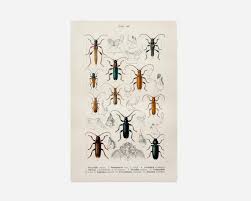 Attēlu rezultāti vaicājumam “Criocephalus rusticus”