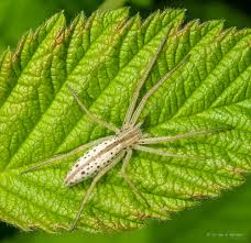 Attēlu rezultāti vaicājumam “Tibellus oblongus”