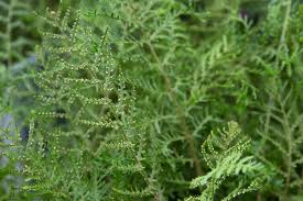 Attēlu rezultāti vaicājumam “Dryopteris filix-mas”