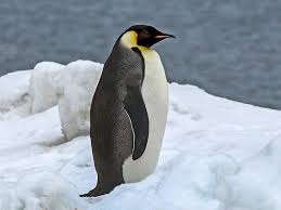 Image result for penguin