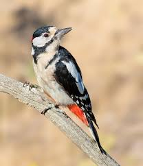 Attēlu rezultāti vaicājumam “Dendrocopos major male”