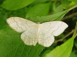 Attēlu rezultāti vaicājumam “Scopula floslactata”