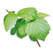 Attēlu rezultāti vaicājumam “Hamamelis”