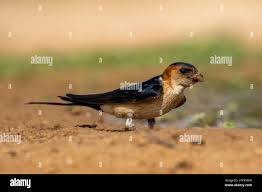 Image result for Cecropis daurica