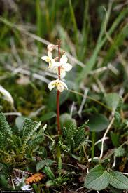 Attēlu rezultāti vaicājumam “Pyrola rotundifolia leaf”
