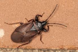 Attēlu rezultāti vaicājumam “Gastrodes grossipes”