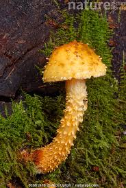 Attēlu rezultāti vaicājumam “Pholiota flammans”