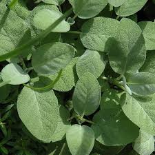 Attēlu rezultāti vaicājumam “Salvia officinalis”