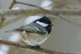 Attēlu rezultāti vaicājumam “Periparus ater”