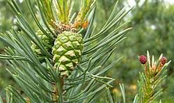 Attēlu rezultāti vaicājumam “Pinus sylvestris var. borussica”