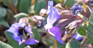 Attēlu rezultāti vaicājumam “Pulmonaria angustifolia leaf”