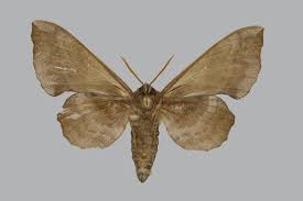 Attēlu rezultāti vaicājumam “Laothoe amurensis”