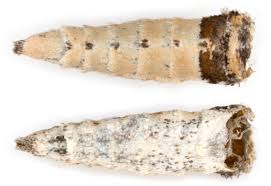 Attēlu rezultāti vaicājumam “Eupithecia linariata”