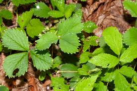 Attēlu rezultāti vaicājumam “Fragaria vesca leaf”