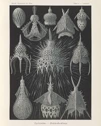 Image result for ernst haeckel