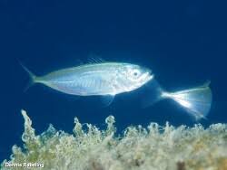 Image result for Trachurus trachurus