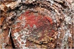 Attēlu rezultāti vaicājumam “Neonectria fuckeliana”