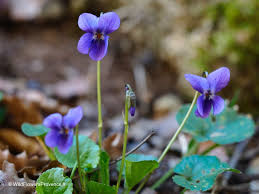 Attēlu rezultāti vaicājumam “Viola hirta”