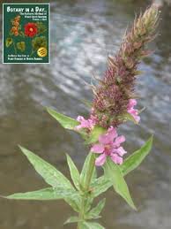 Attēlu rezultāti vaicājumam “Lythraceae”