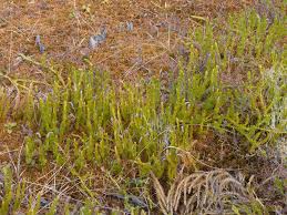 Attēlu rezultāti vaicājumam “Lycopodium dubium”