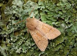 Attēlu rezultāti vaicājumam “Orthosia miniosa imago”