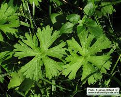 Attēlu rezultāti vaicājumam “Geranium dissectum leaf”