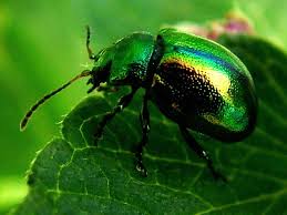 Attēlu rezultāti vaicājumam “Chrysolina fastuosa”