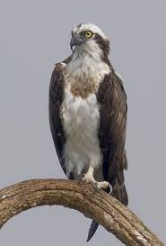 Image result for Pandion haliaetus