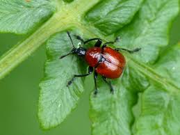 Attēlu rezultāti vaicājumam “Attelabus nitens”