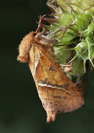Attēlu rezultāti vaicājumam “Hepialus sylvina female”