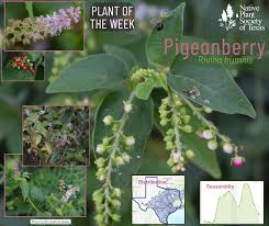 Attēlu rezultāti vaicājumam “Betula humilis male flower”